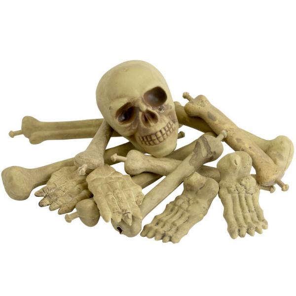Skelettdelar i Pse med Kranium