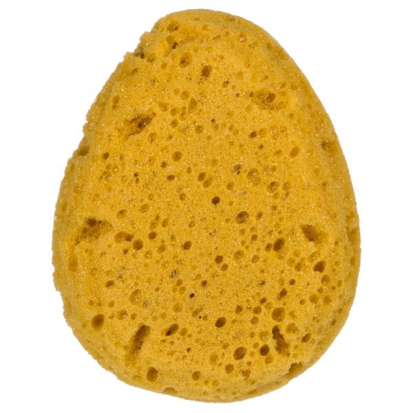 Tvättsvamp