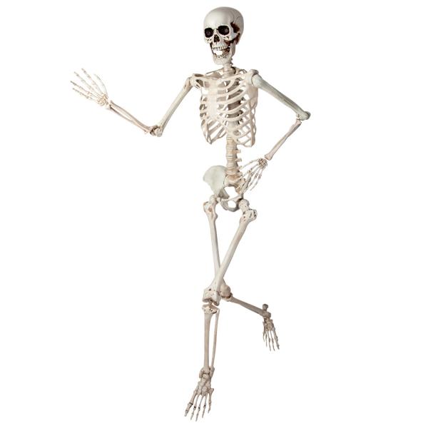 Böjbart Skelett Prop 150 cm