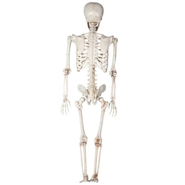 Böjbart Skelett Prop 150 cm