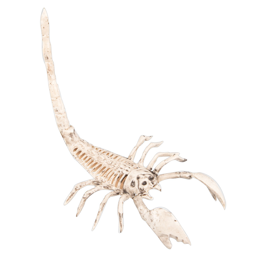 Skorpion Skelett Dekoration